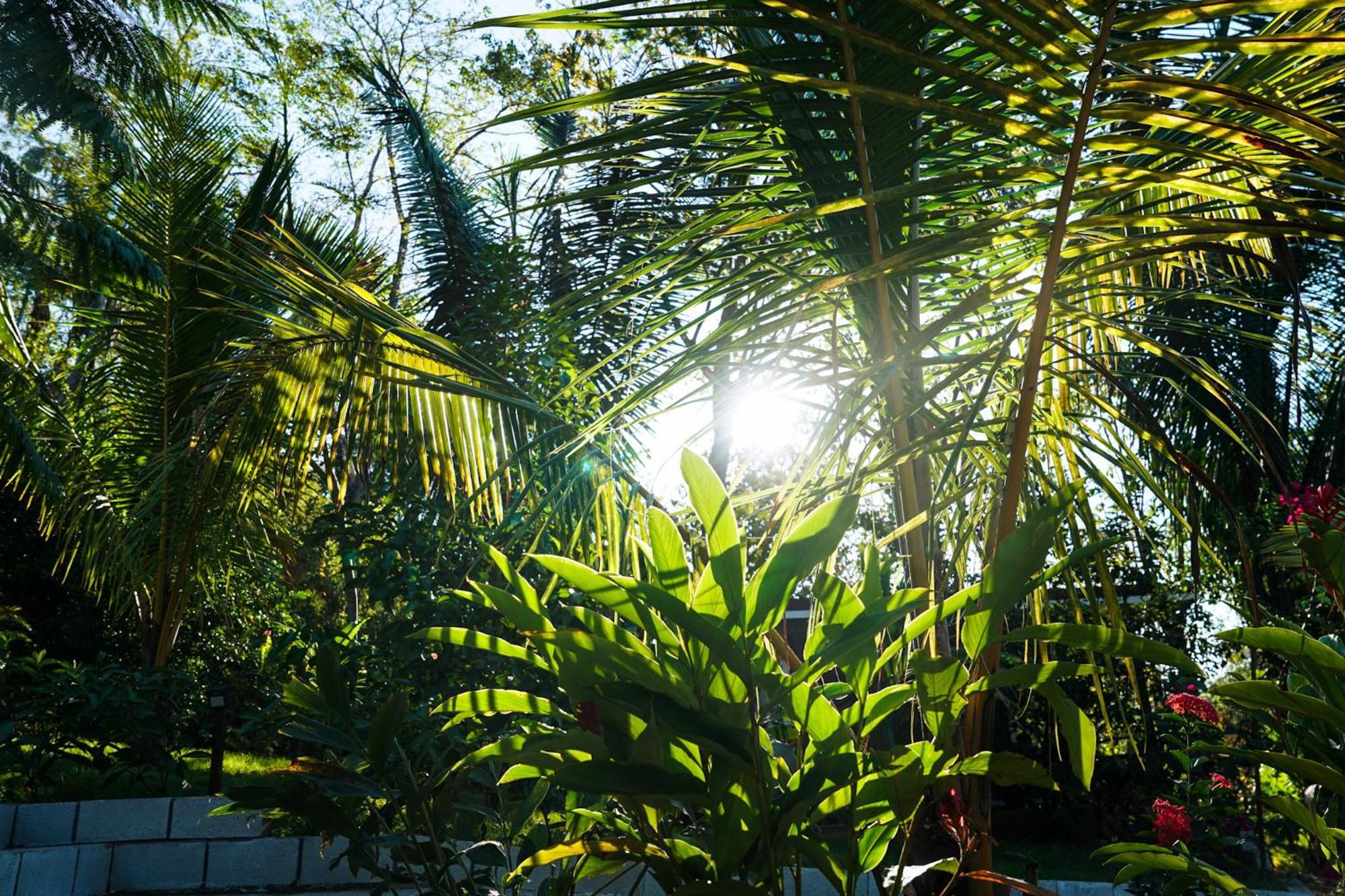 House In The Palm Forest Puerto Carrillo Eksteriør bilde